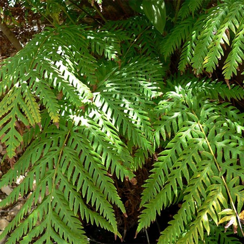 Woodwardia fimbriata (Lehvistö)