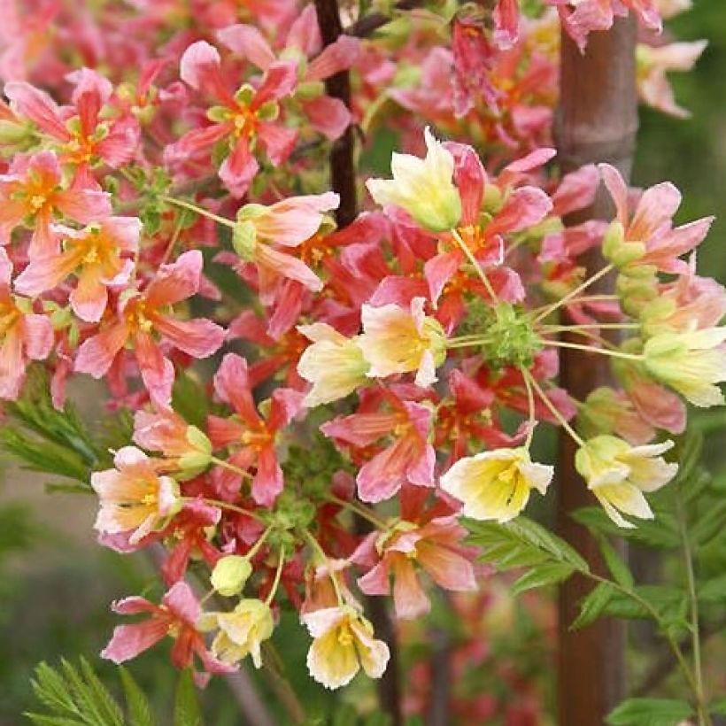 Xanthoceras sorbifolium Happy Orange (Kukinta)