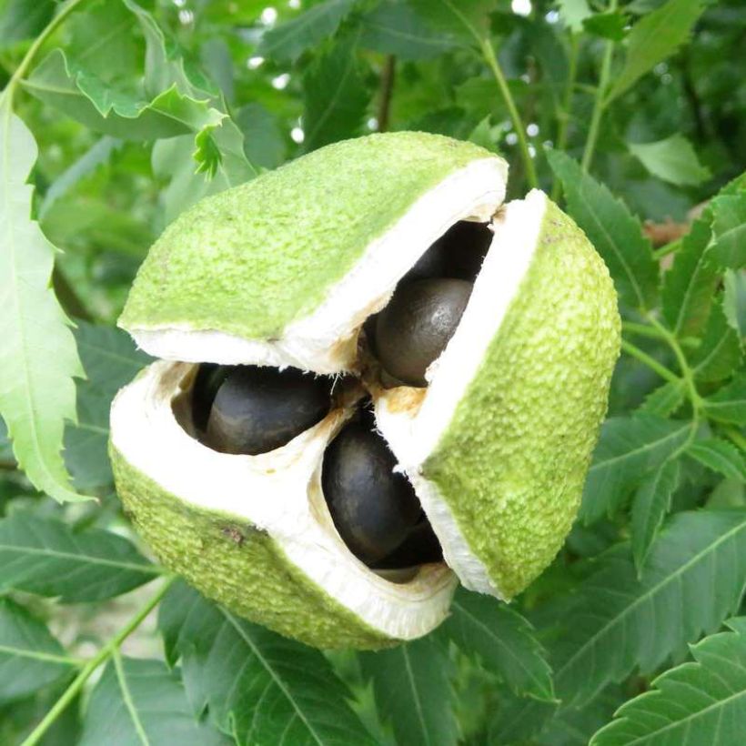 Xanthoceras sorbifolium Happy Orange (Sadonkorjuu)