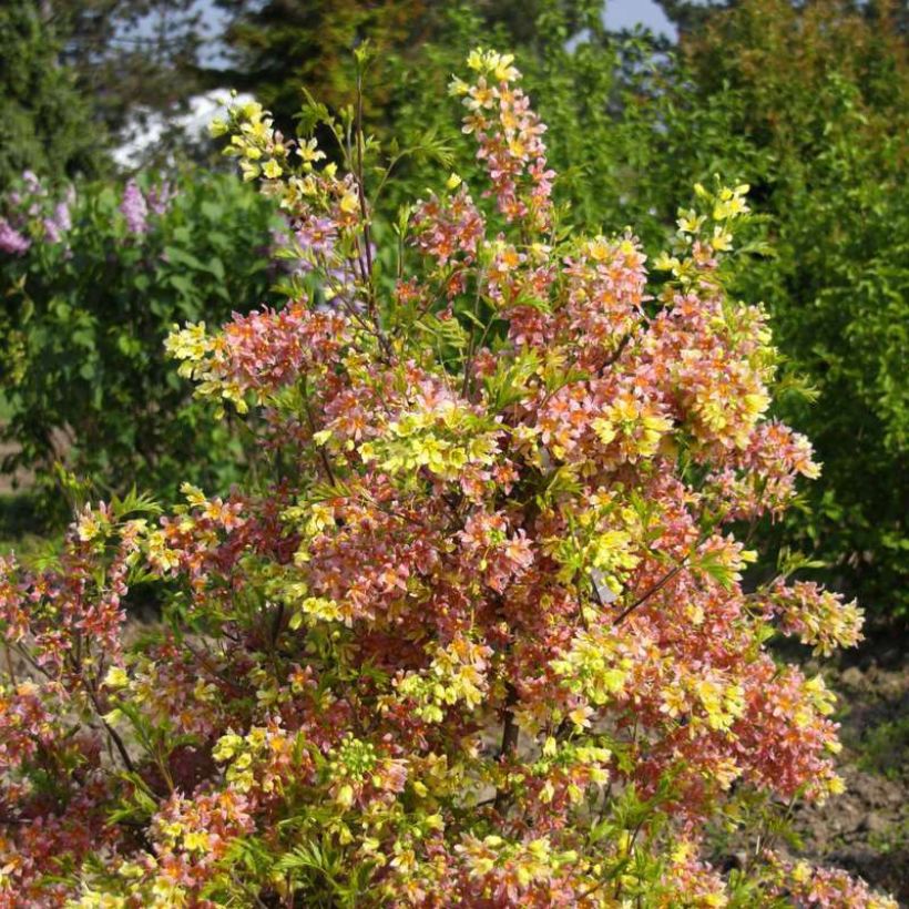 Xanthoceras sorbifolium Happy Orange (Kasvutapa)