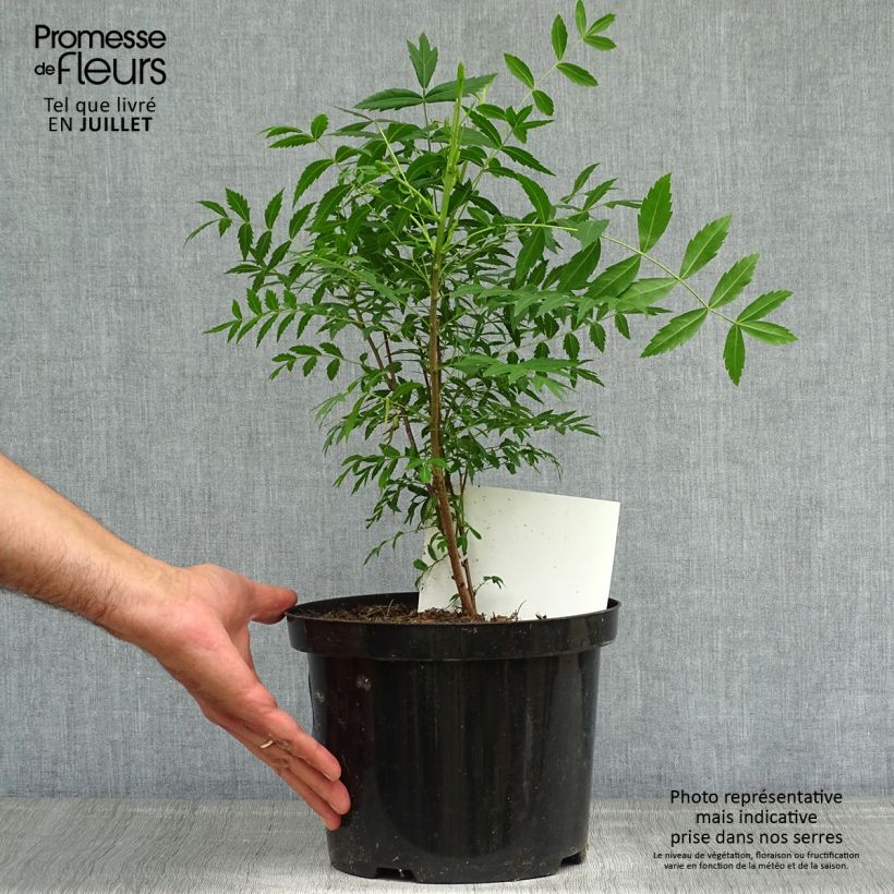 Esimerkki kesällä toimitetusta Xanthoceras sorbifolium Ruukku 3L / 4L-taimesta
