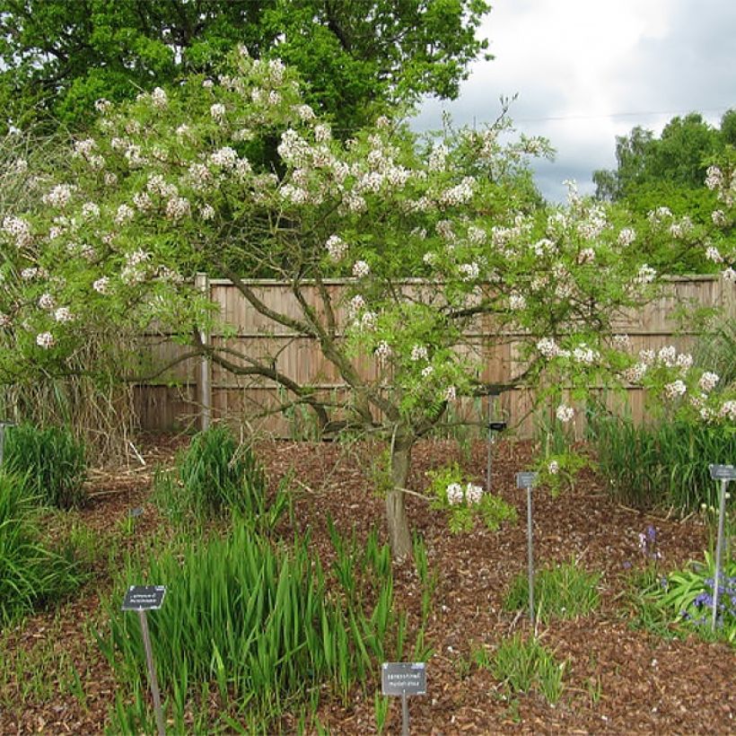 Xanthoceras sorbifolium (Kasvutapa)