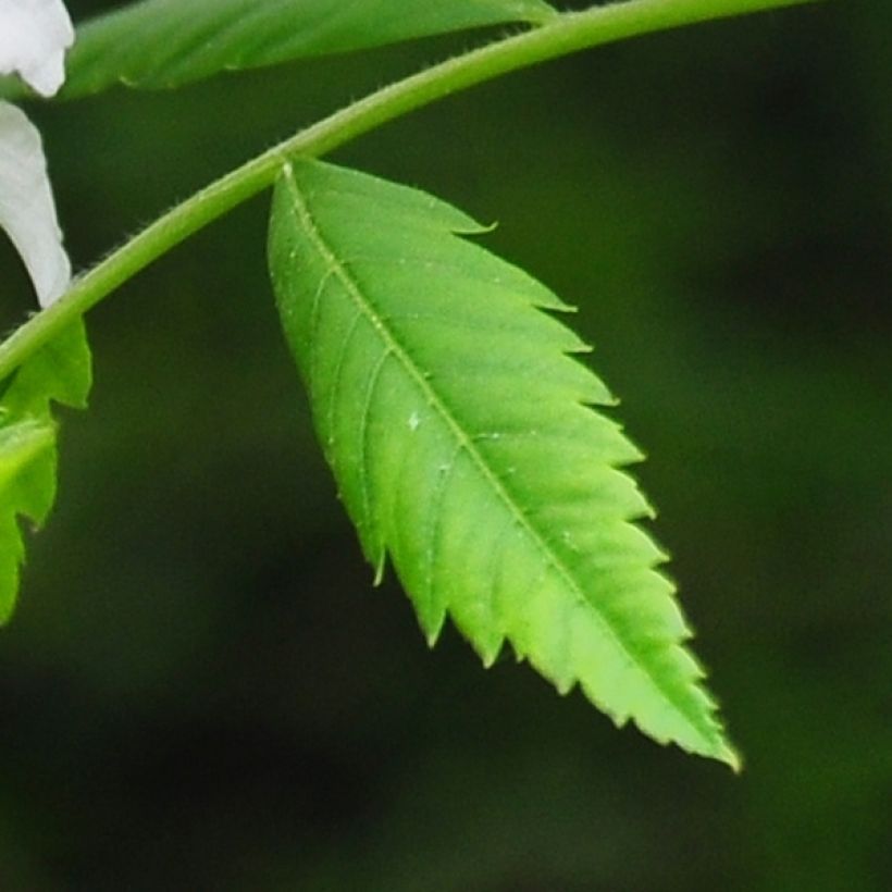 Xanthoceras sorbifolium (Lehvistö)