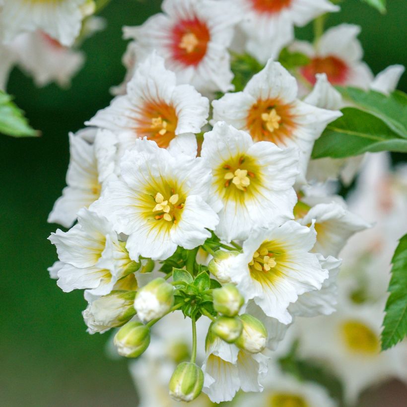 Xanthoceras sorbifolium (Kukinta)