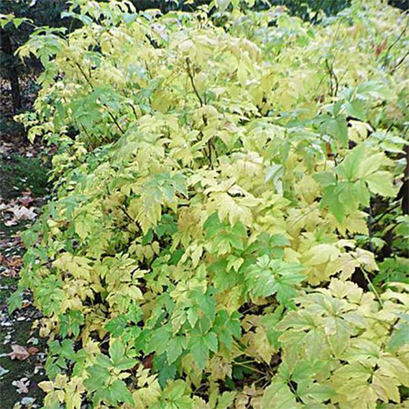 Keltajuuri - Xanthorhiza simplicissima (Lehvistö)