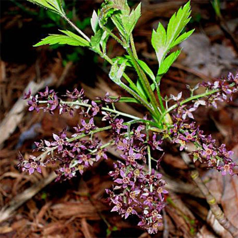 Keltajuuri - Xanthorhiza simplicissima (Kukinta)