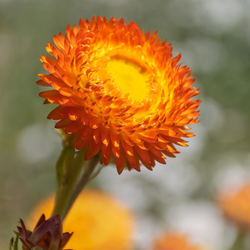 Iso-olkikukka Granvia Dark Orange Flame (Lehvistö)