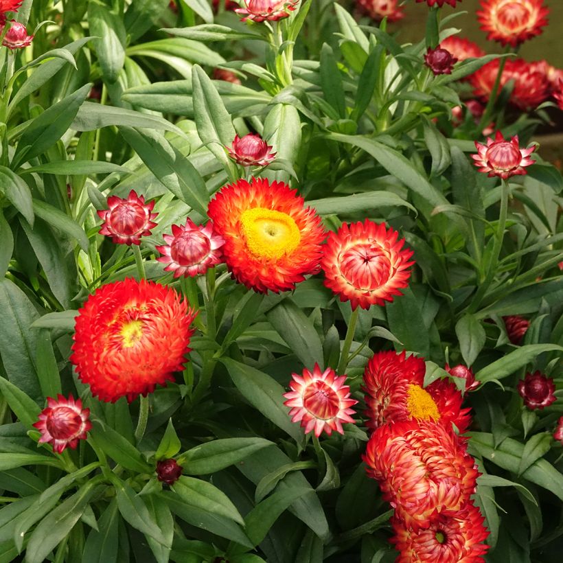 Iso-olkikukka Granvia Red Flame (Kukinta)