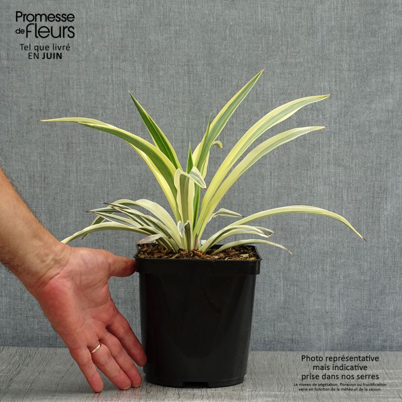 Esimerkki kesällä toimitetusta Kynttiläjukka Bright Star Pot de 2L/3L-taimesta