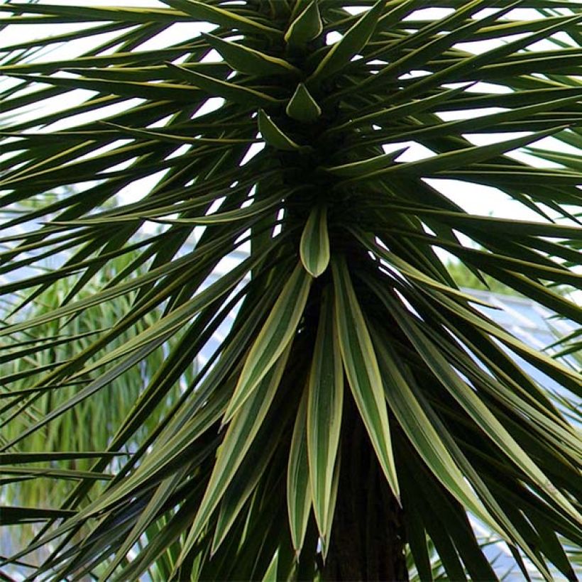 Isojukka - Yucca aloifolia (Lehvistö)
