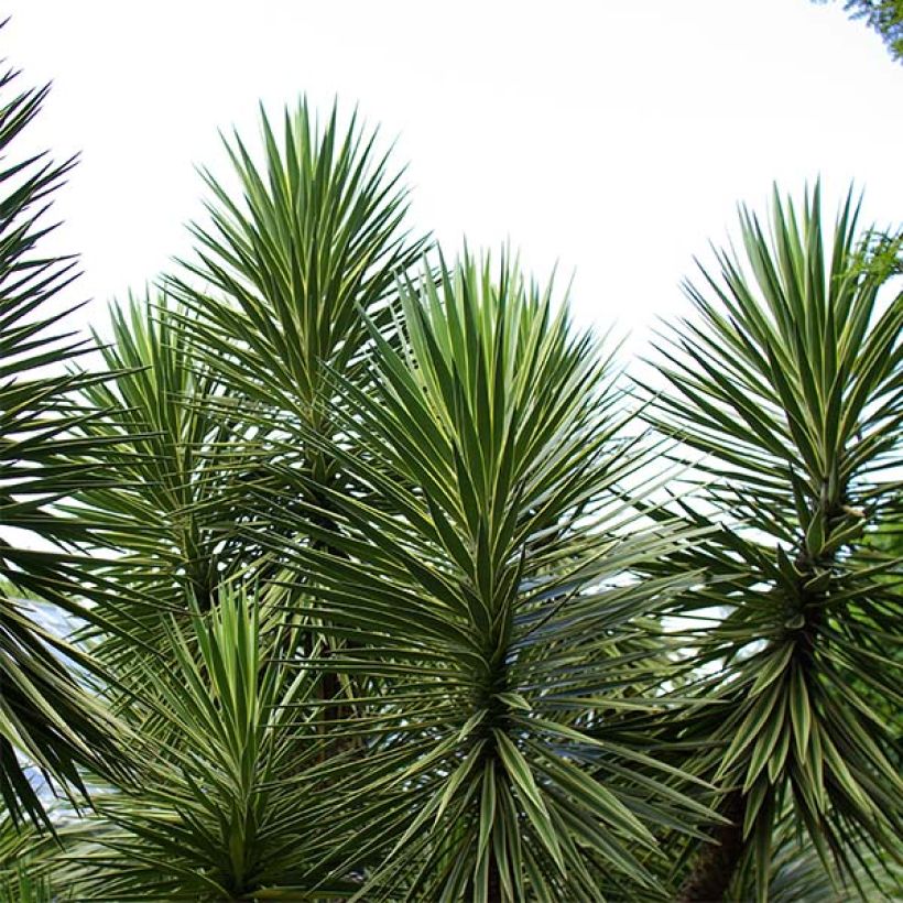 Isojukka - Yucca aloifolia (Kasvutapa)
