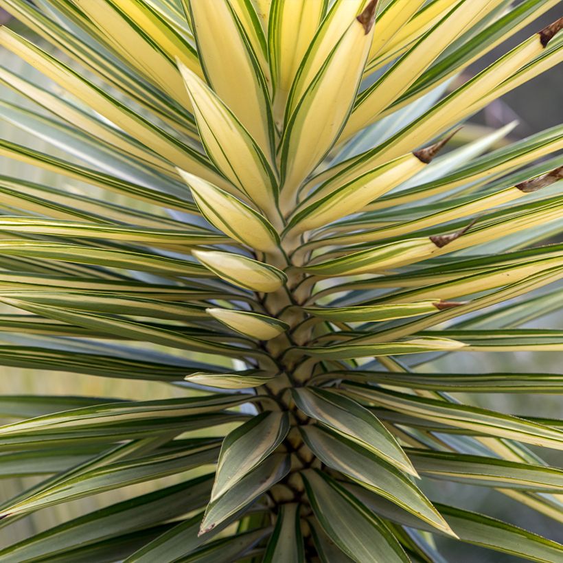 Isojukka Variegata (Lehvistö)