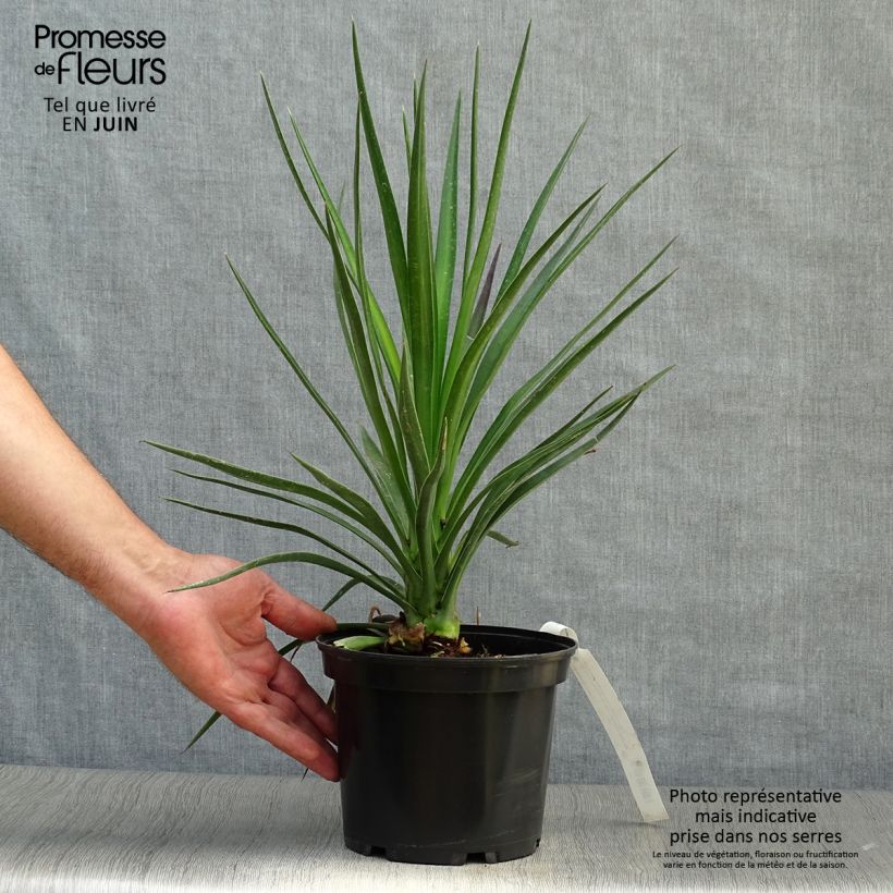 Esimerkki kesällä toimitetusta Isojukka - Yucca aloifolia Pot de 2L/3L-taimesta