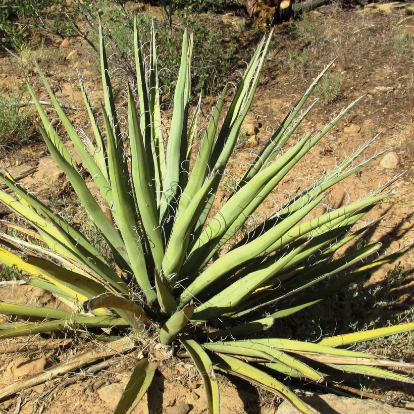 Jukka - Yucca baccata (Lehvistö)
