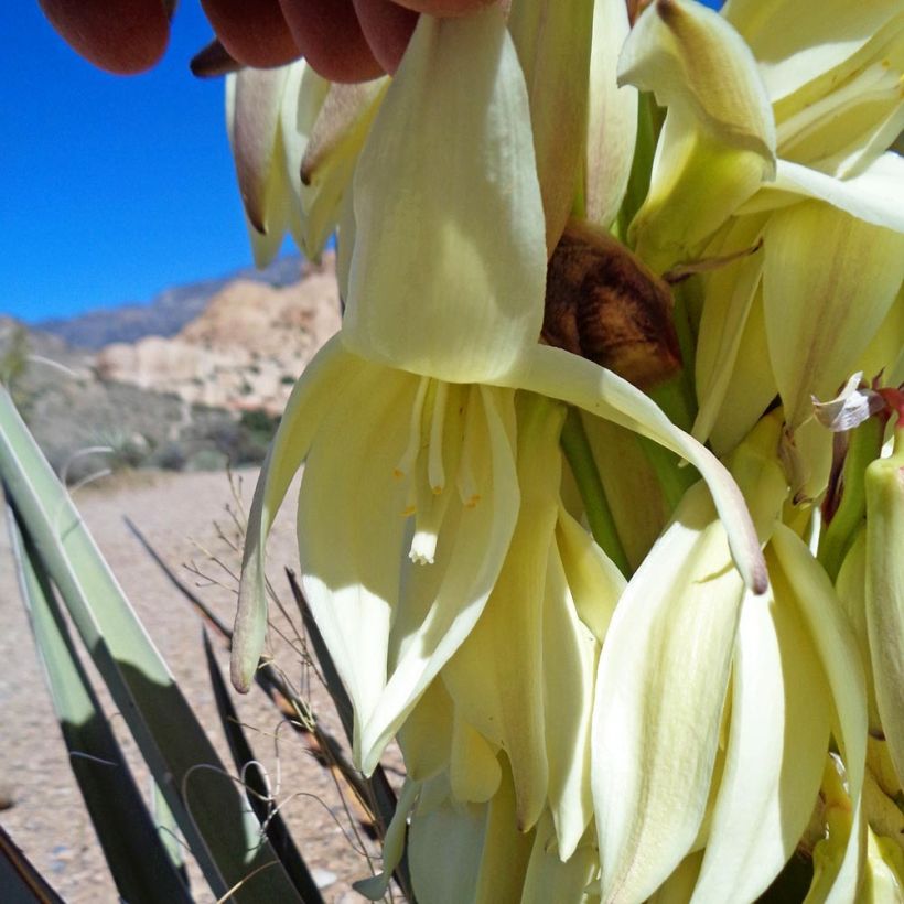 Jukka - Yucca baccata (Kukinta)