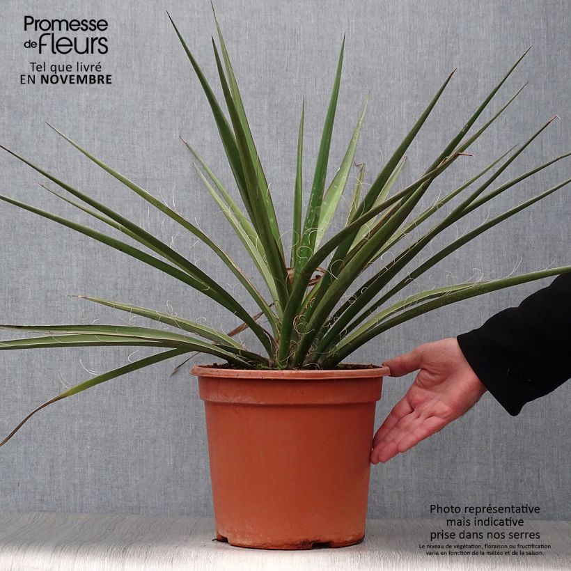 Esimerkki syksyllä toimitetusta Jukka - Yucca baccata 7,5 litran / 10 litran ruukku-taimesta