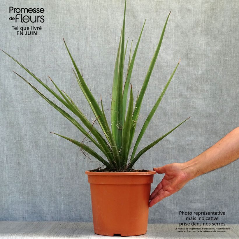 Esimerkki kesällä toimitetusta Jukka - Yucca baccata Pot de 7,5L/10L-taimesta