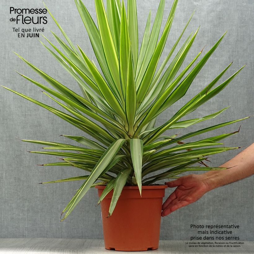 Esimerkki kesällä toimitetusta Kiiltojukka Jewel Pot de 7,5L/10L-taimesta