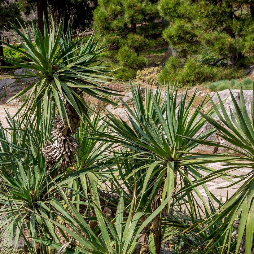 Kiiltojukka - Yucca elephantipes (Lehvistö)