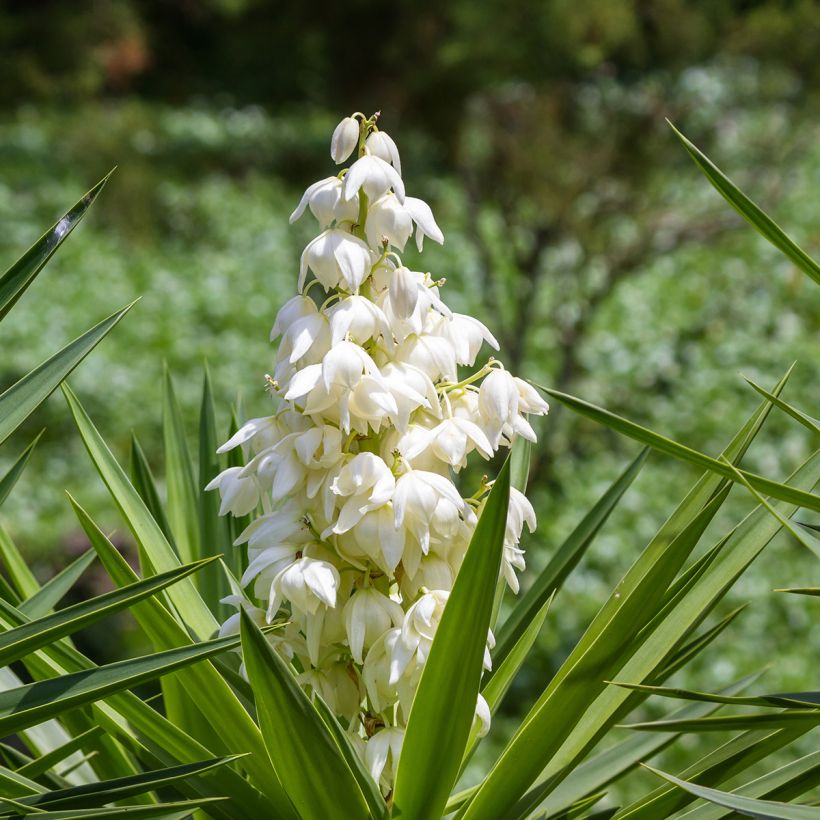 Kiiltojukka - Yucca elephantipes (Kukinta)