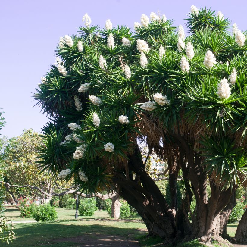 Kiiltojukka - Yucca elephantipes (Kasvutapa)