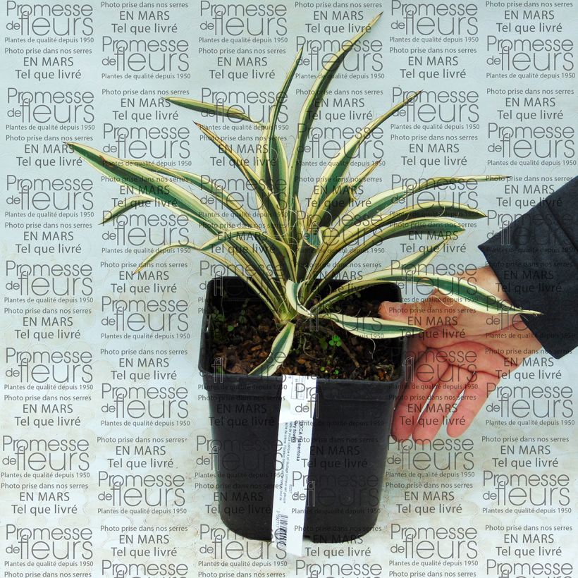Esimerkki toimitetusta Hapsijukka Ivory Pot de 2L/3L-taimesta