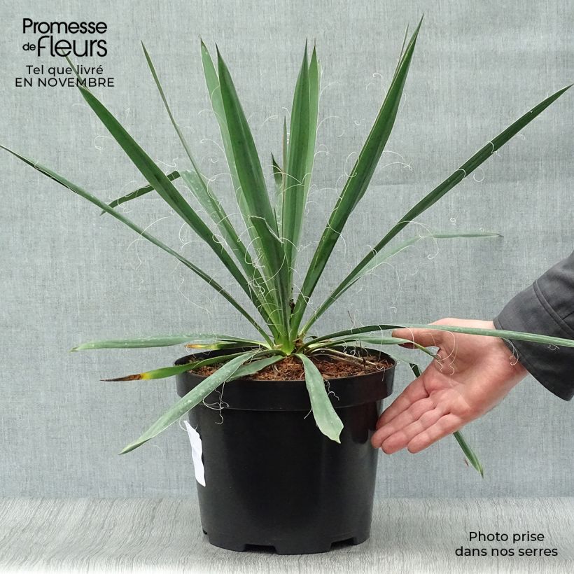 Esimerkki syksyllä toimitetusta Hapsijukka - Yucca filamentosa 6 litran/7 litran ruukku-taimesta