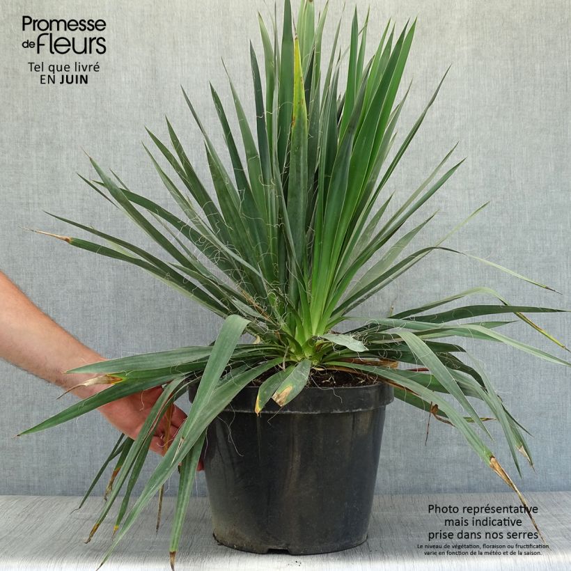 Esimerkki kesällä toimitetusta Hapsijukka - Yucca filamentosa Ruukku 6L / 7L-taimesta