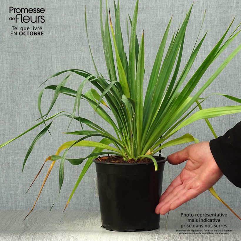 Esimerkki syksyllä toimitetusta Hapsijukka - Yucca filamentosa 2 litran/3 litran ruukku-taimesta