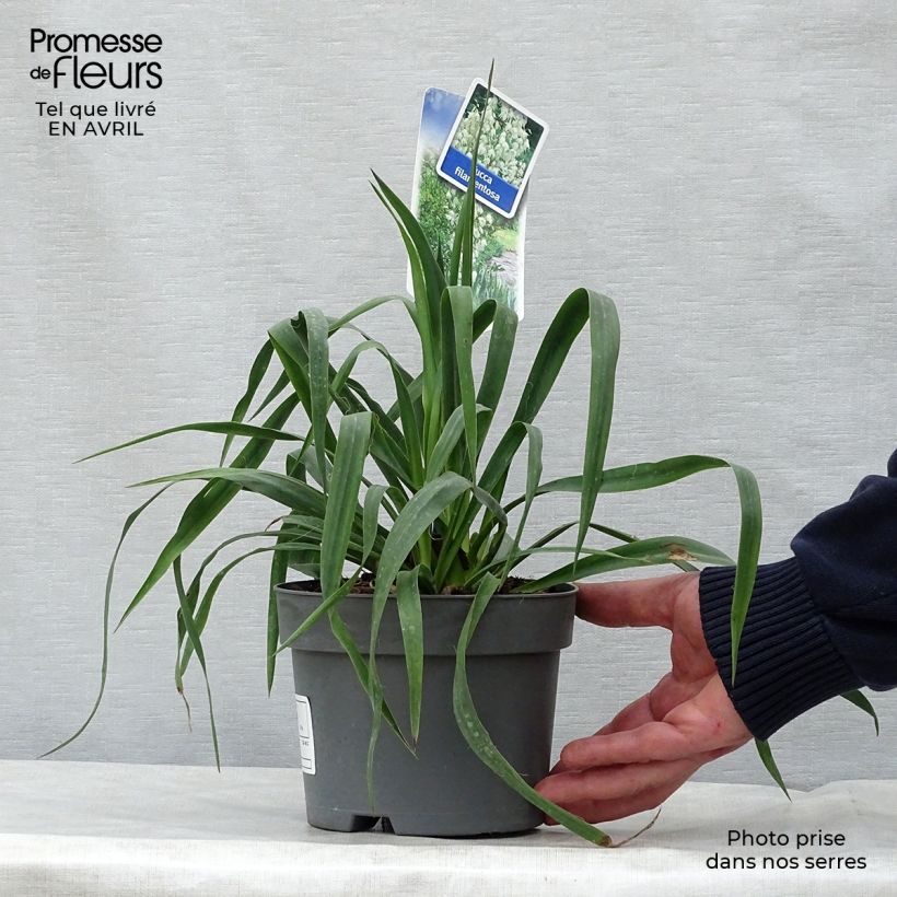 Esimerkki keväällä toimitetusta Hapsijukka - Yucca filamentosa Ruukku 2L / 3L-taimesta