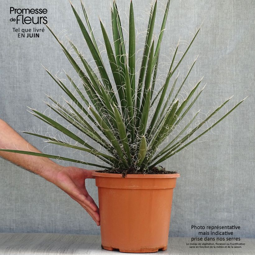 Esimerkki kesällä toimitetusta Jukka - Yucca filifera Pot de 7,5L/10L-taimesta