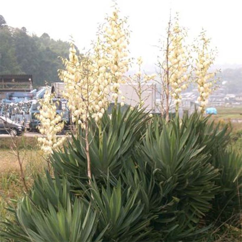 Kynttiläjukka - Yucca gloriosa (Kasvutapa)