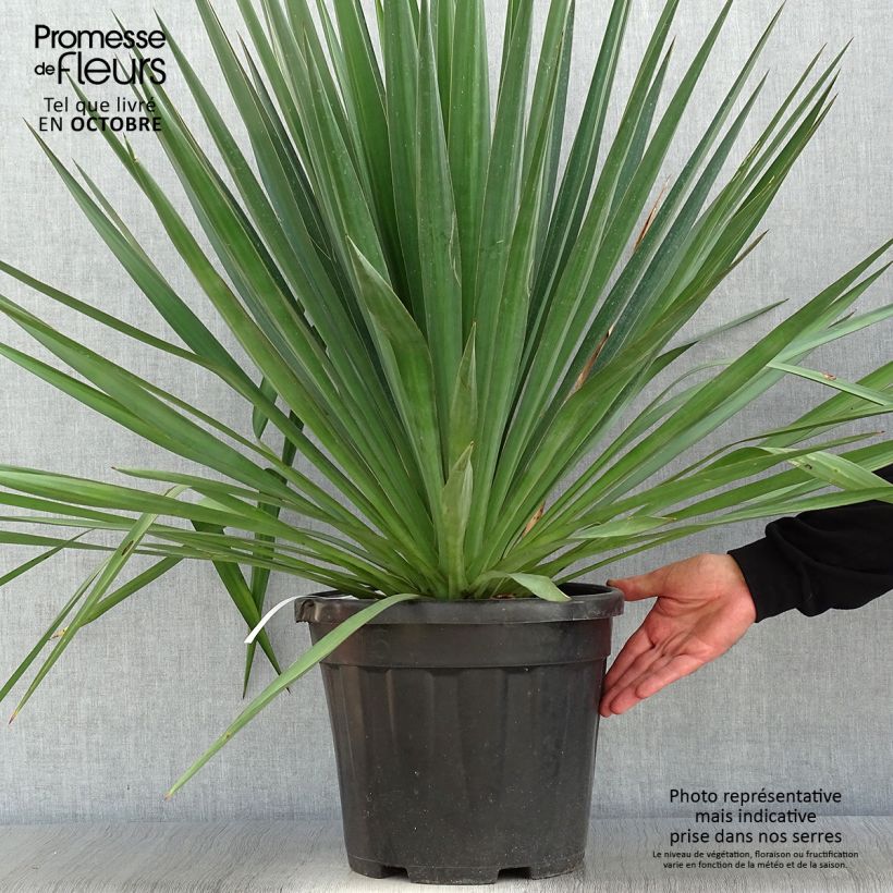 Esimerkki syksyllä toimitetusta Kynttiläjukka - Yucca gloriosa 7,5 litran / 10 litran ruukku-taimesta