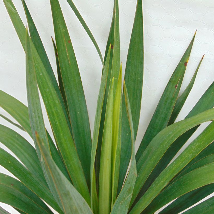 Kynttiläjukka - Yucca gloriosa (Lehvistö)