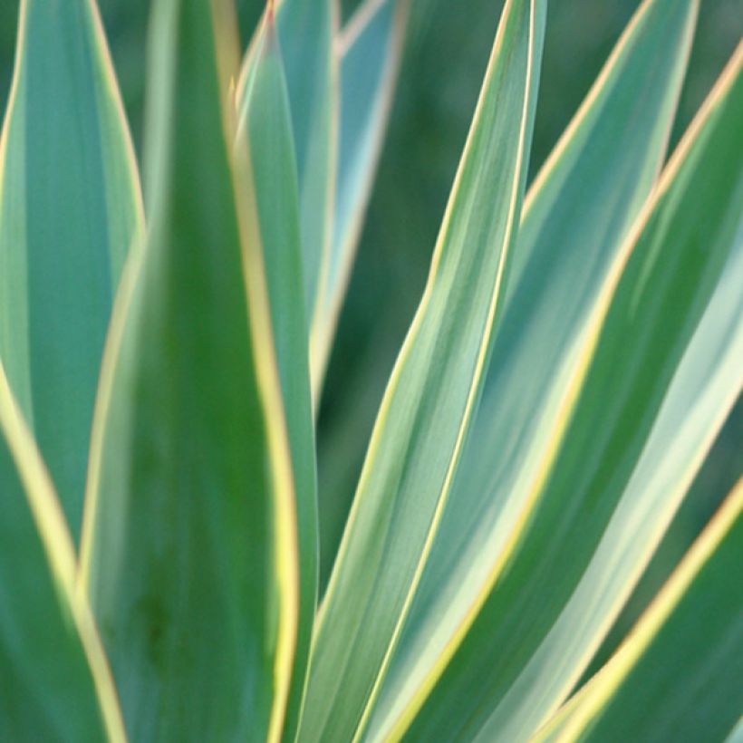 Kynttiläjukka Variegata (Lehvistö)