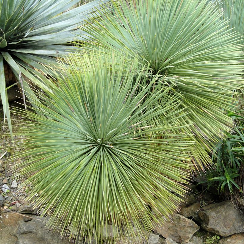 Jukka - Yucca linearifolia (Lehvistö)