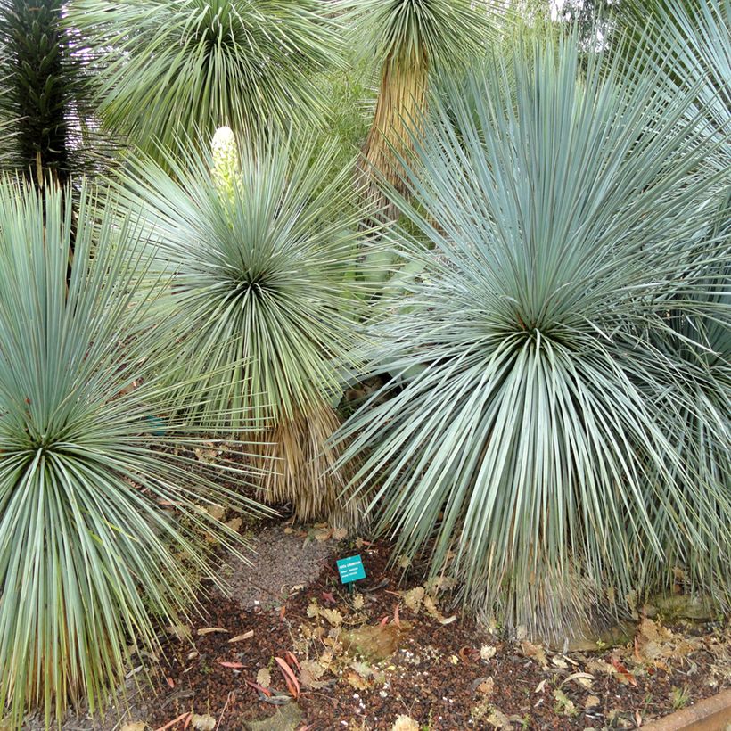 Jukka - Yucca linearifolia (Kasvutapa)