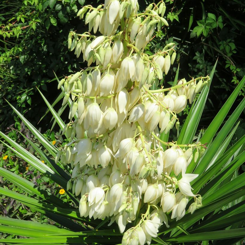 Jukka - Yucca pallida (Kukinta)