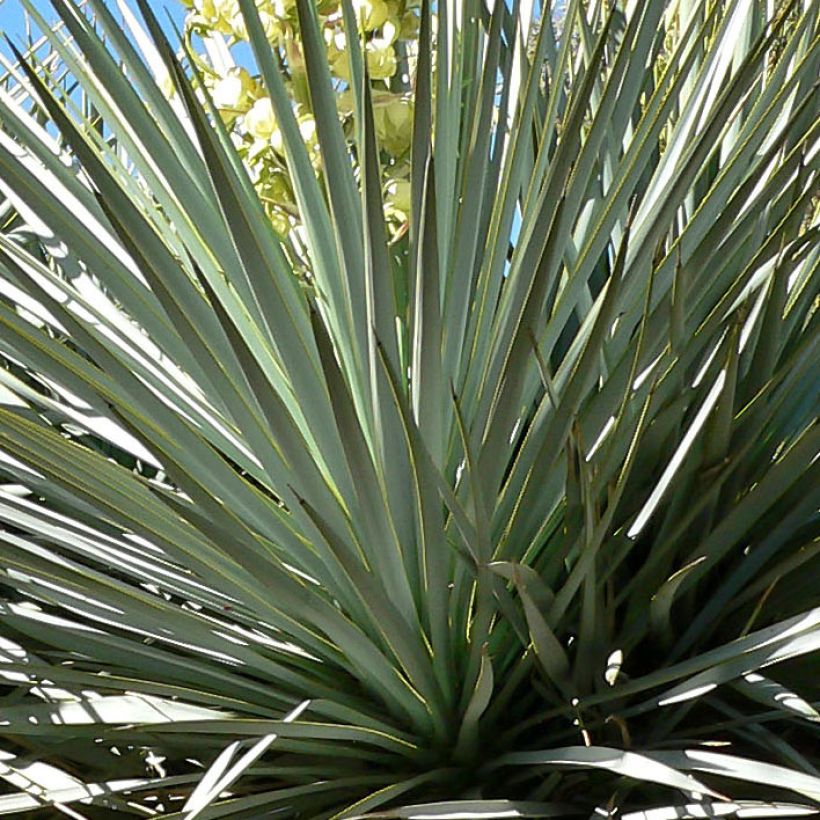 Jukka - Yucca rigida (Lehvistö)