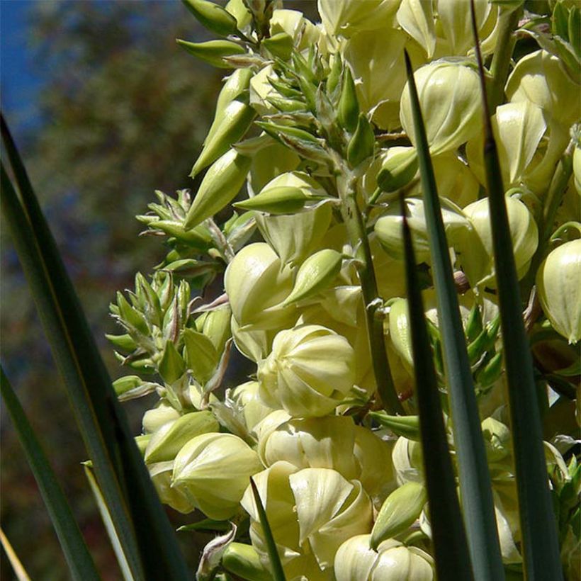 Jukka - Yucca rigida (Kukinta)