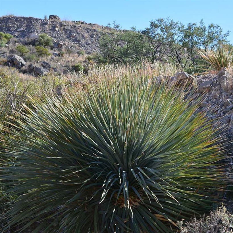 Jukka - Yucca rigida (Kasvutapa)