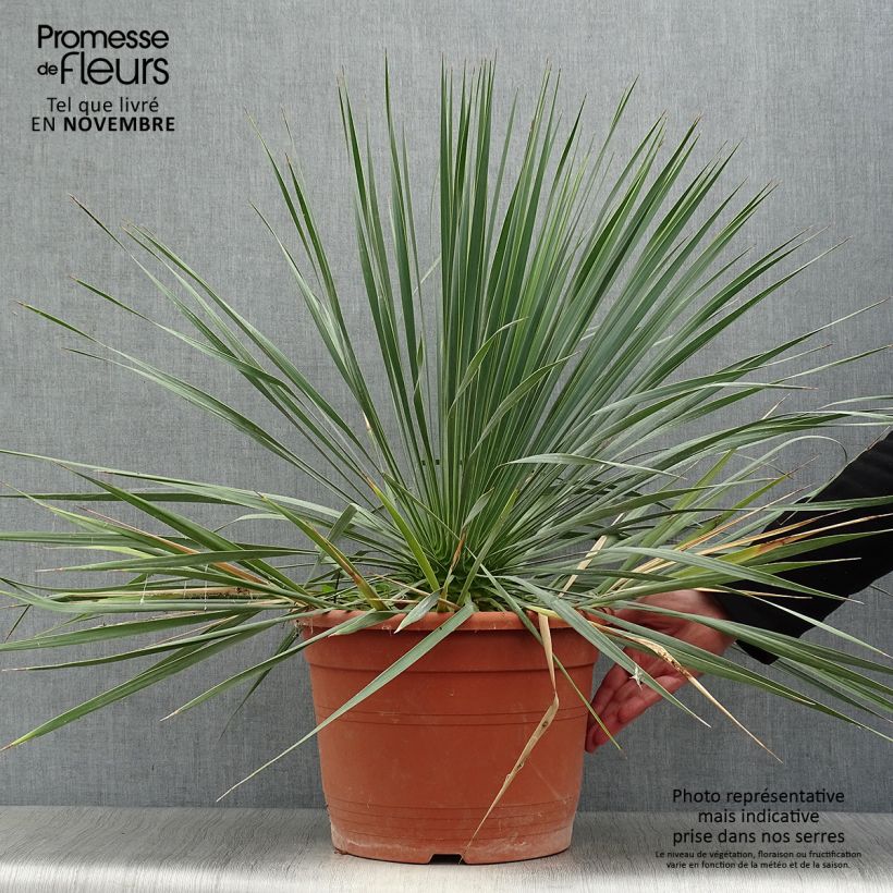 Esimerkki syksyllä toimitetusta Jukka - Yucca rostrata 12 litran/15 litran ruukku-taimesta