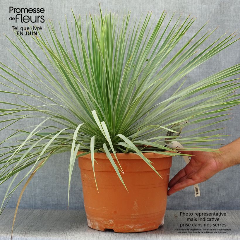 Esimerkki kesällä toimitetusta Jukka - Yucca rostrata Pot de 12L/15L-taimesta