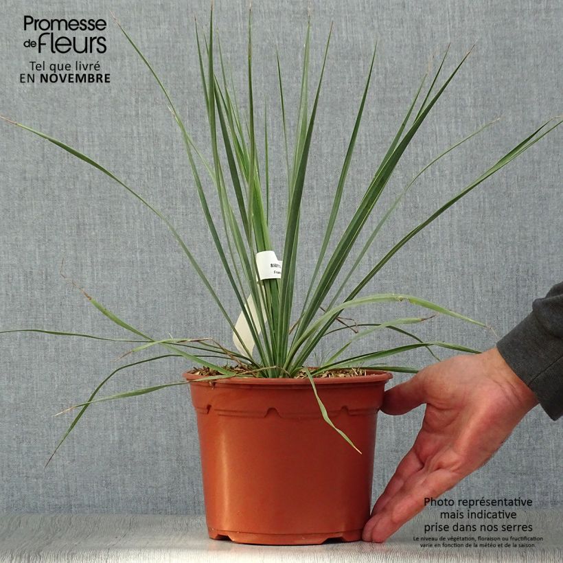 Esimerkki syksyllä toimitetusta Jukka - Yucca rostrata 2 litran/3 litran ruukku-taimesta