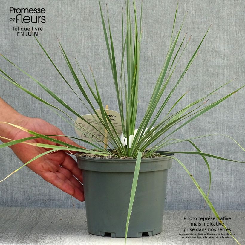 Esimerkki kesällä toimitetusta Jukka - Yucca rostrata Pot de 2L/3L-taimesta