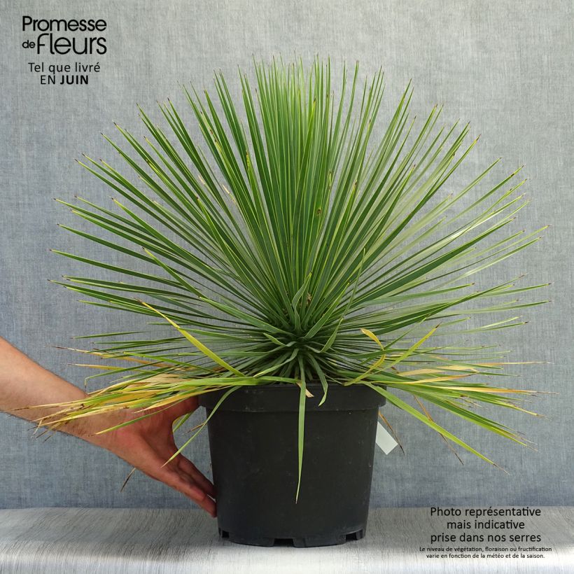 Esimerkki kesällä toimitetusta Jukka - Yucca rostrata Pot de 3L/4L-taimesta