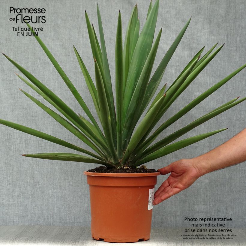 Esimerkki kesällä toimitetusta Jukka - Yucca torreyi Pot de 7,5L/10L-taimesta