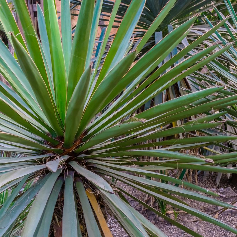 Jukka - Yucca torreyi (Lehvistö)