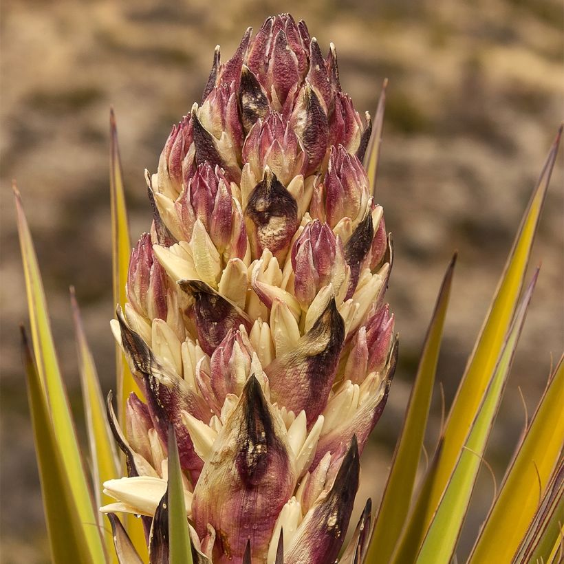 Jukka - Yucca torreyi (Kukinta)