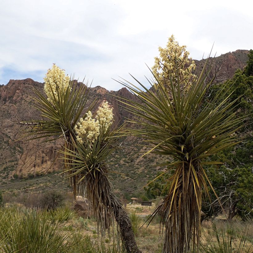 Jukka - Yucca torreyi (Kasvutapa)